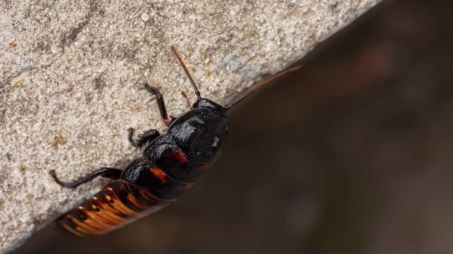 Big black madagascar cockroach crawling and running in natural habitat, insect wildlife documental footage, close up shot of cockroach climbing on the wall outdoors.