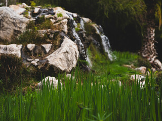 Lovely grass growing in the forest