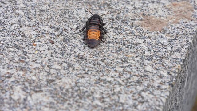 Big black madagascar cockroach crawling and running in natural habitat, insect wildlife documental footage, close up shot of cockroach climbing on the wall outdoors.