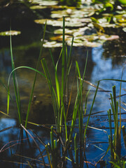 Green plants growing by the riverside