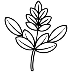 Fenugreek line art vector