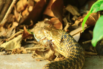 snake close up macro photography