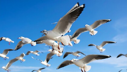 Obraz premium Flock of gulls soaring against a clear blue sky