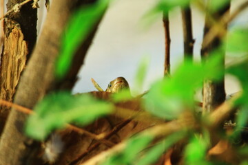 close up of a snake on a branch