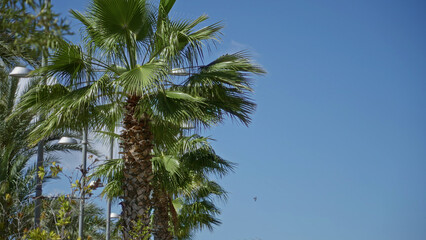 Lush palm tree under clear blue sky in sunny torrevieja spain creating vibrant natural scene with green leaves standing out against urban backdrop featuring streetlights