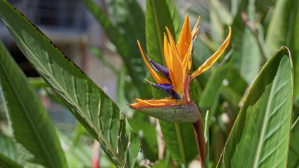 Bird of paradise flower blooming outdoors in torrevieja, spain, under bright sunlight with lush green leaves creating a vibrant natural scene captivating the beauty of botany.