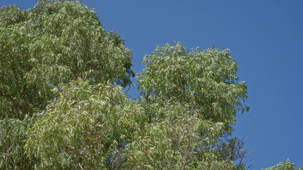 Lush eucalyptus trees with abundant green leaves under bright blue sky in torrevieja spain capturing vibrant natural outdoor scene in sunny weather