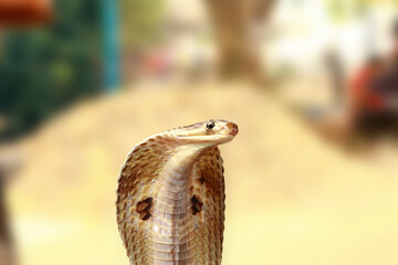 Fototapeta premium close up of a snake on a branch