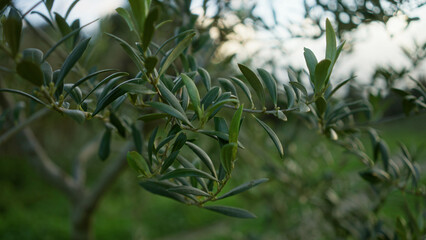 Olive branches with green leaves in outdoor setting of mallorca, spain, capturing the vibrant mediterranean landscape and nature.