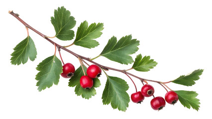 medicinal hawthorn plant branch, vibrant isolated on white red twig botanical, healing medical herbal organic green, natural healthy wild, fresh decorative seasonal 72518424 1