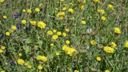 Yellow wildflowers blooming in sunny torrevieja, spain with lush green foliage showcasing nature's vibrant colors in an outdoor setting.