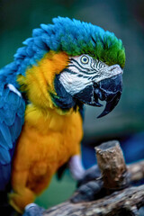 Blue-and-Yellow Macaw Perched with Intense Gaze