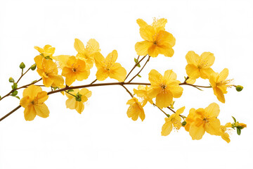 Obraz premium a branch of yellow flowers against a white sky