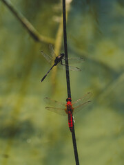 Two dragonflies on a tree branch