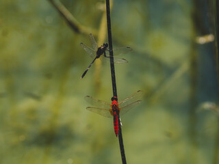 Two dragonflies on a tree branch