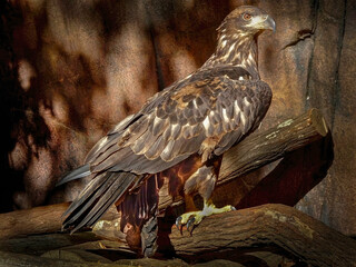 Juvenile Golden Eagle Perched in Dappled Light