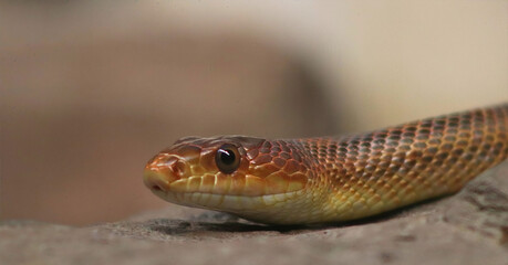 Eastern Indigo Snake Resting on Rock