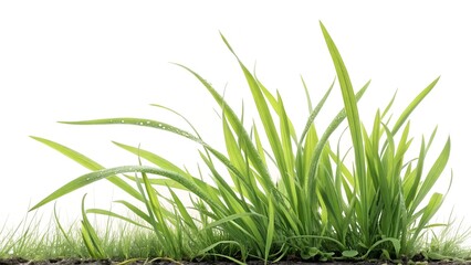 Lush Green Grass: A detailed close-up of vibrant, verdant blades of grass thriving, a symbol of nature's resilience and delicate beauty.