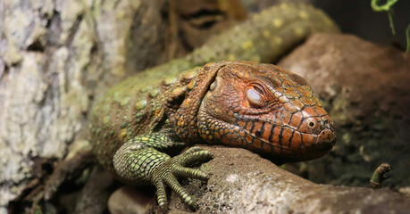 Caiman Lizard Resting on Tree Roots