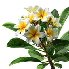 Obraz premium PNG of A vibrant bouquet of white and yellow plumeria blossoms against a dark background, exuding tropical elegance.