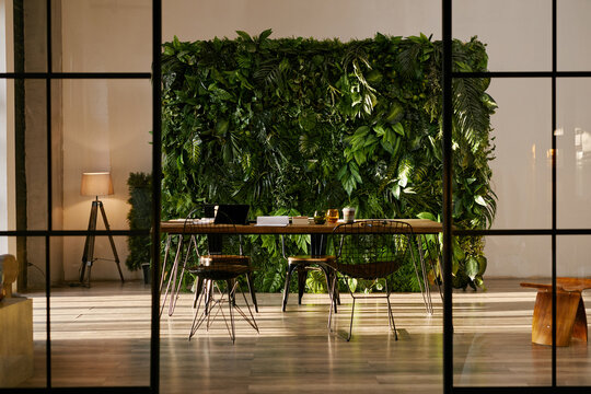 Empty modern office workspace featuring large wooden desk with open laptop and coffee cup, surrounded by wire chairs and lush green plant wall illuminated by natural light