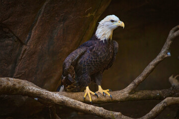 Bald Eagle Perched in Shadowed Enclosure