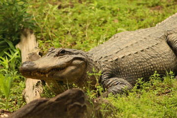 Komodo Dragon Walking Through Grassy Terrain