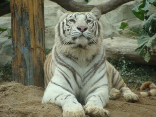 Majestic white tiger lying on sand, powerful frontal view showing confident pose