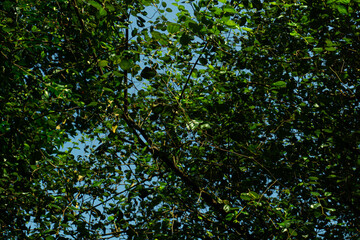 Tree with Fresh Green Leaves Under Clear Blue Sky