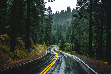 Fototapeta premium A quiet mountain road curving through dense pine forest after rainfall, wet asphalt reflecting the misty light, no vehicles or people