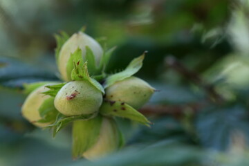 Noisettes
