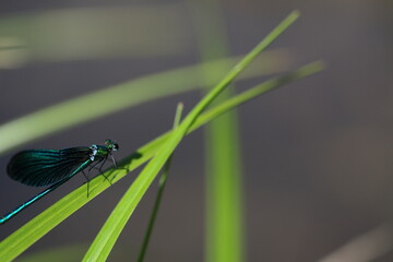 Demoiselle bleue, zygoptères