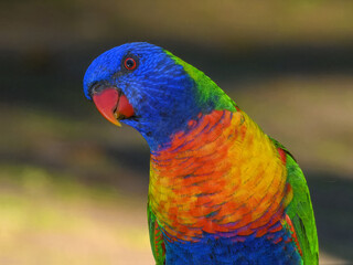 Rainbow Lorikeet (Trichoglossus haematodus) in Australia
