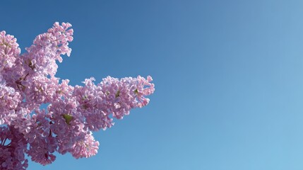 Beautiful blooming lilac flowers against a clear blue sky showcasing vibrant colors and springtime freshness