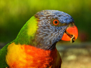Rainbow Lorikeet (Trichoglossus haematodus) in Australia
