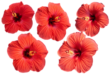Tropical red hibiscus flowers isolated on white background isolated on a transparent background