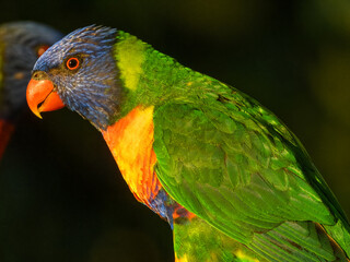 Rainbow Lorikeet (Trichoglossus haematodus) in Australia
