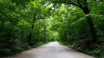 Obraz premium Serene Country Road Surrounded by Lush Green Forest Canopy in Bright Natural Light