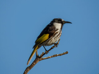 White-cheeked Honeyeater (Phylidonyris nigra) in Australia