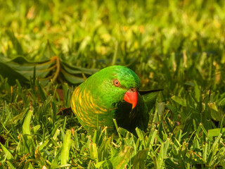 Scaly-breasted Lorikeet (Trichoglossus chlorolepidotus) in Australia
