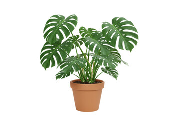 Isolated Green Monstera Plant in Terracotta Pot with Detailed Leaves