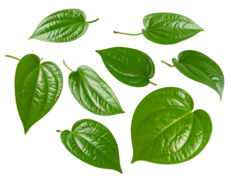 Betel leaf falling on transparent png. Flying angle