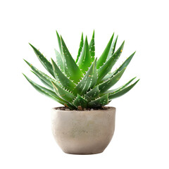 Fototapeta premium Aloe vera plant in a pot