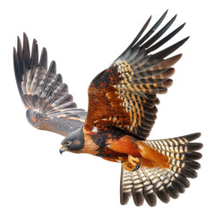 Hawk in flight, vibrant plumage