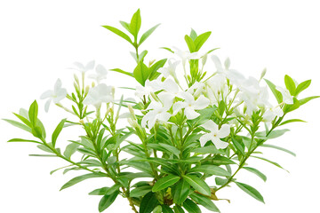 White flowers green leaves bush isolated on a transparent background plant floral