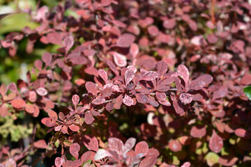 Japanese barberry variegated leaves - Latin name - Berberis thunbergii Pink Bird