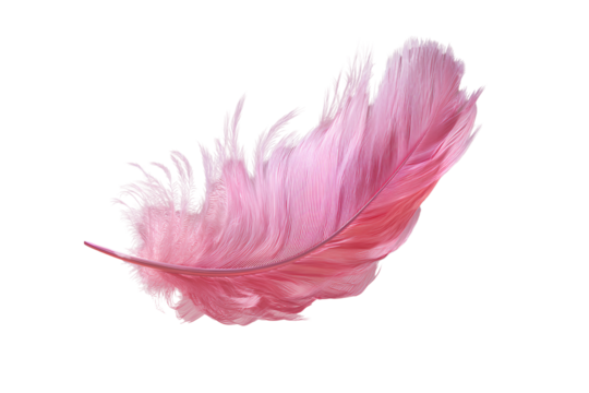 Floating Pink Feather with Light Wind Curl Effect and Soft Shadows, Angled Perspective, Transparent Background.png