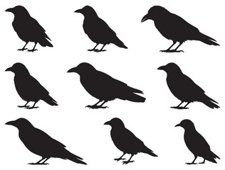 ROOK BIRDS SILHOUETTE