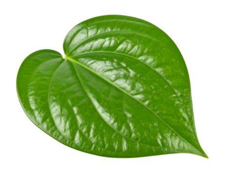 single betel leaf isolated on transparent png
