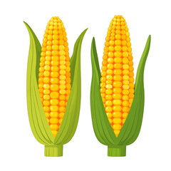 Obraz premium Two Ripe Corn Cobs With Green Husks Against White Background